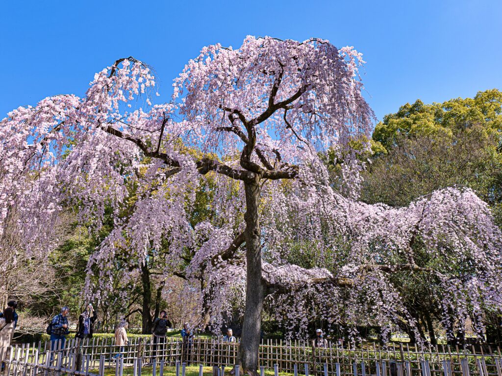京都御苑　出水の枝垂れ桜