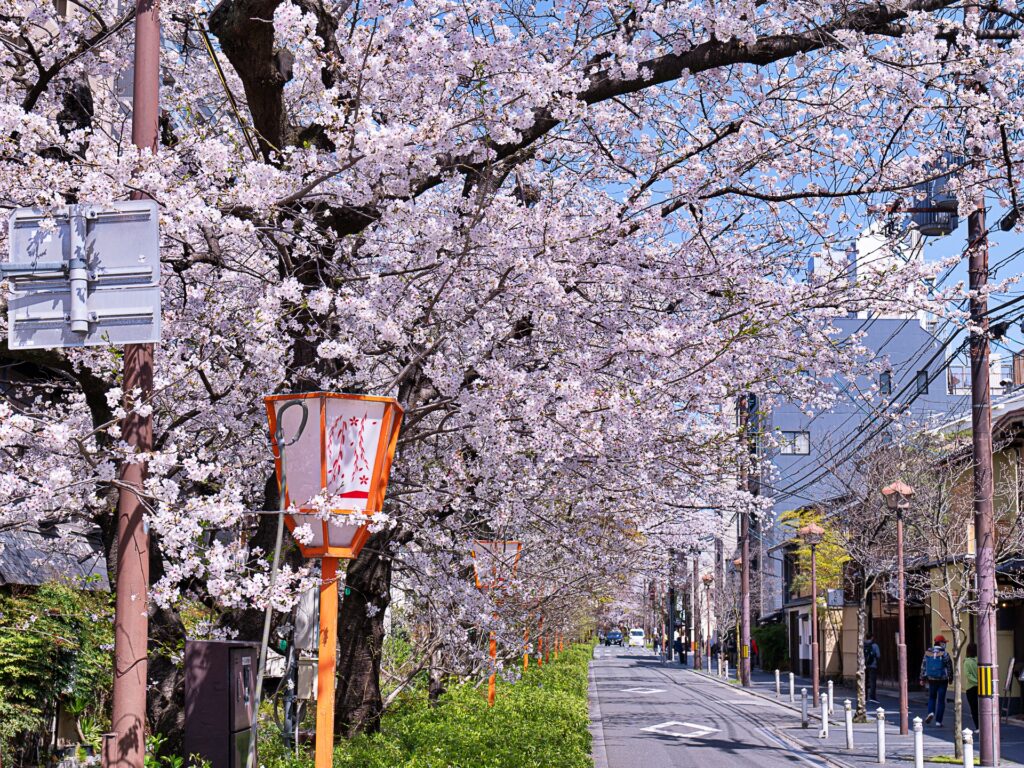木屋町通り　桜