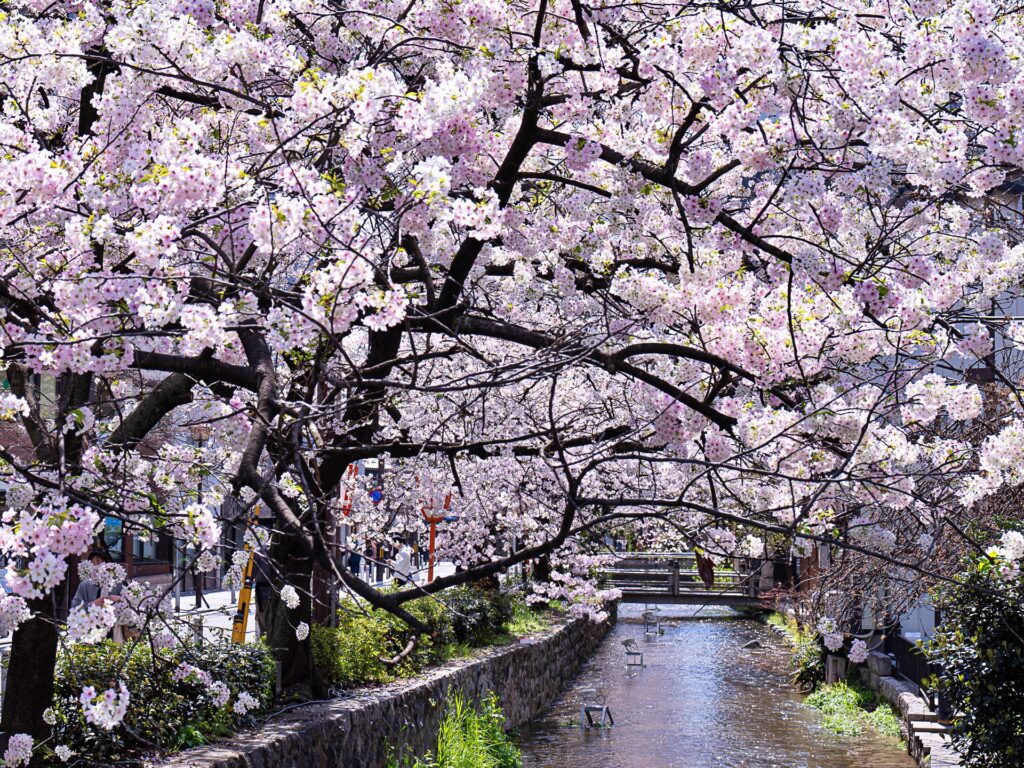 高瀬川　桜