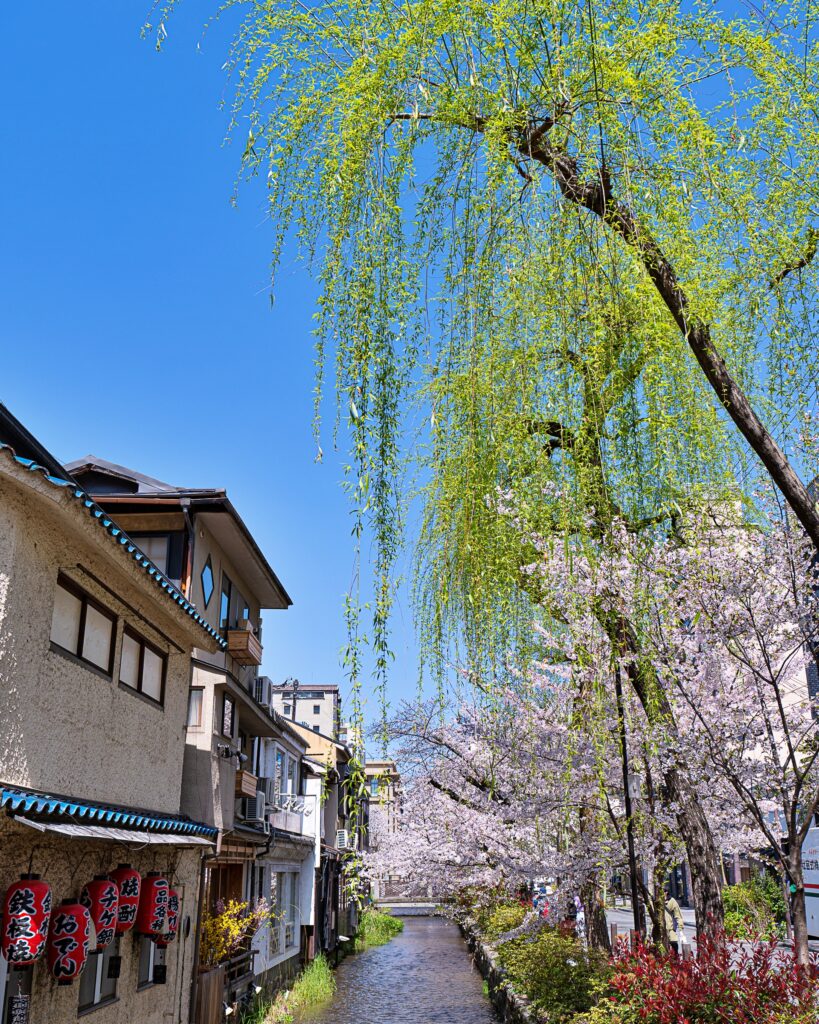 高瀬川　桜と柳