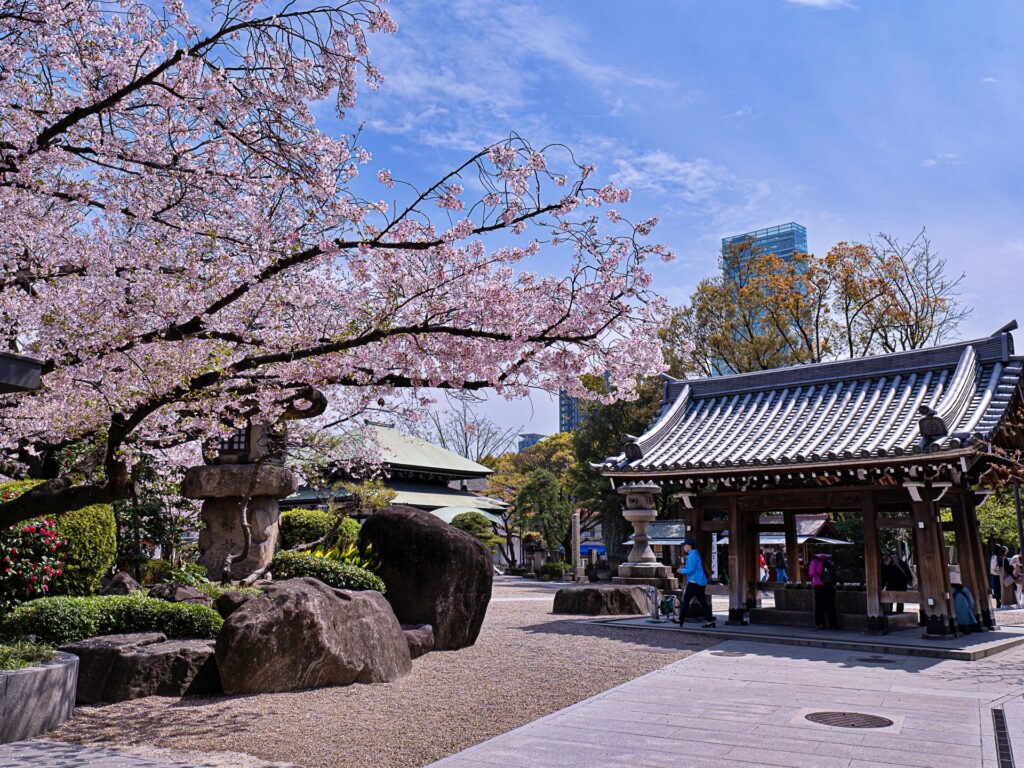 一心寺の桜