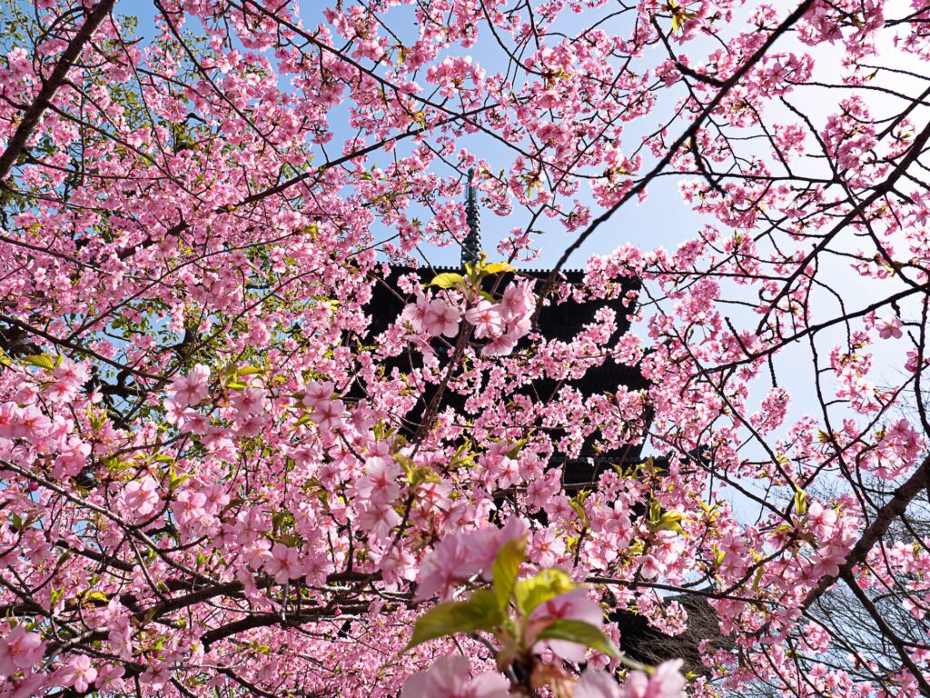 東寺の河津桜と五重塔