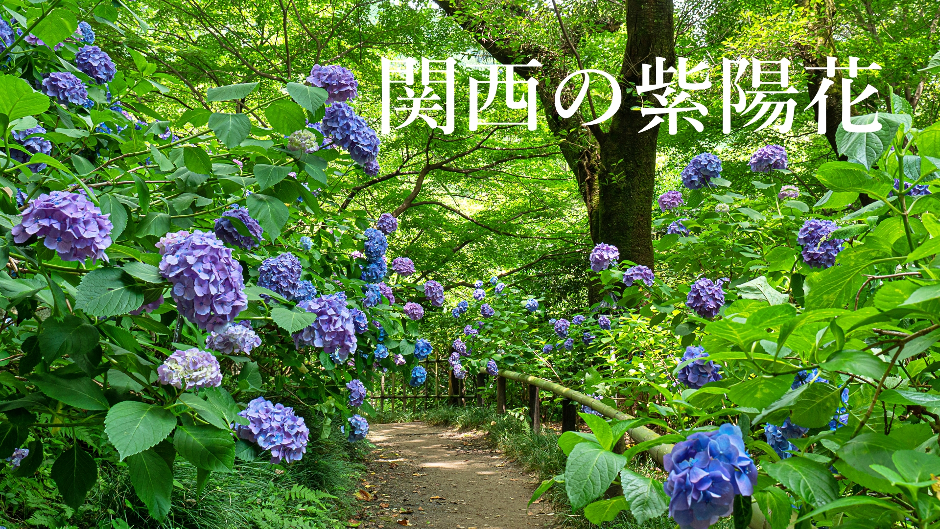 関西の紫陽花